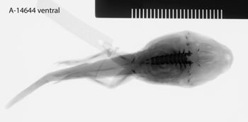Media type: image;   Herpetology A-14644